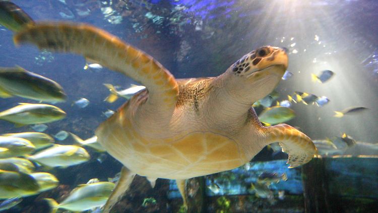 Schildkröten sind ganz ungewöhnliche Lebewesen.