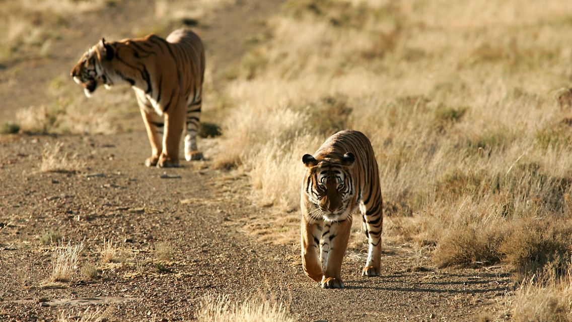 Vor 50 Jahren gab es in Asien noch mehr als 50.000 wilde Tiger.