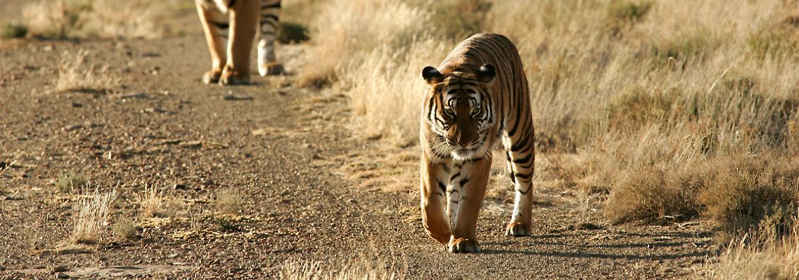Vor 50 Jahren gab es in Asien noch mehr als 50.000 wilde Tiger.