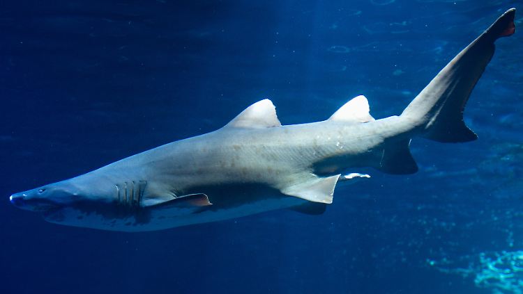 Harter Start ins Leben: Sandtigerhaie müssen sich bereits vor der Geburt gegen ihre Geschwister durchsetzen.