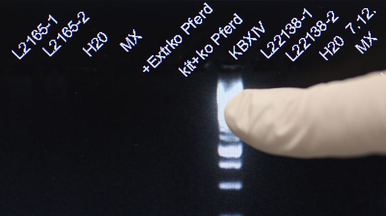Bislang war es nur möglich, das Pferdefleisch per DNA-Analyse nachzuweisen. Wie hoch der Anteil war, ging daraus nicht hervor.