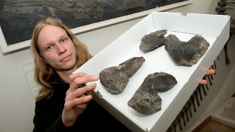 Der Greifswalder Geologe Sebastian Stumpf zeigt den unvollständigen Beckengürtel eines bislang unbekannten Dinosauriers aus einer Tongrube bei Grimmen.