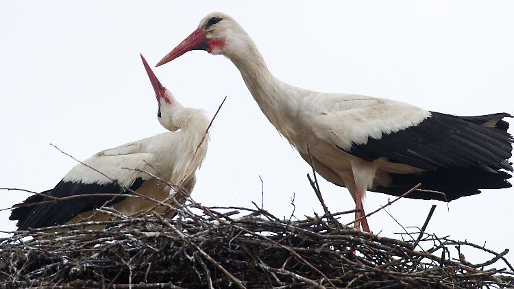 Ein Weißstorchenpaar (Ciconia ciconia) in seinem Nest im brandenburgischen Sieversdorf: Etwa 1200 Brutpaare gibt es in Brandenburg.