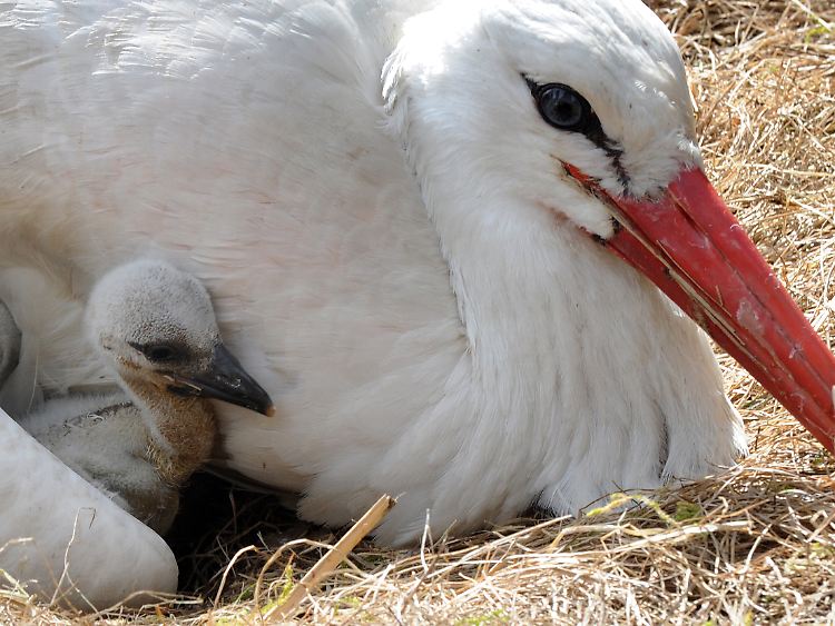 Zwei wenige Tage alte Weißstörche werden im Weltvogelpark in Walsrode vom Elternvogel umsorgt.