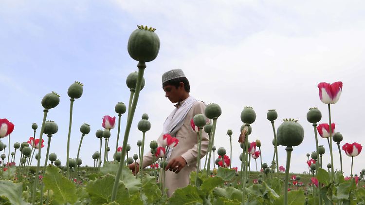 opium.jpg