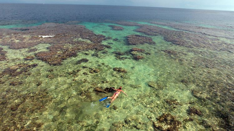 Der Klimawandel gefährdet die Korallenriffe.