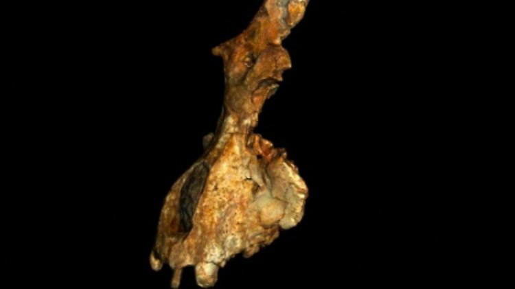 Der Schädel gehört zu einem 15 bis 20 Kilogramm schweren männlichen Tier, das noch vor der Trennung von Menschenartigen und Altweltaffen lebte.