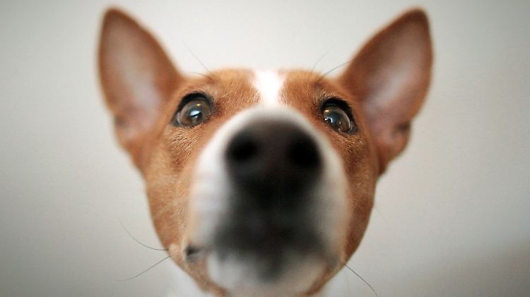 Wann und wie lange ein Hund bellen darf, darüber herrscht bei den Gerichten keine Einigkeit.