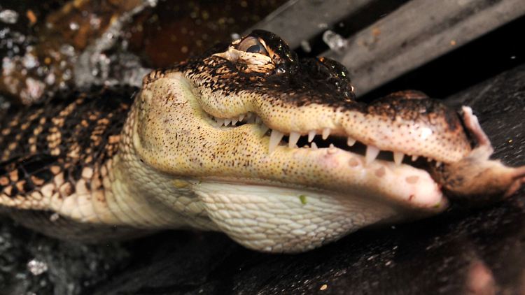 Gutes Gebiss: Ein Mississippi-Alligator frisst eine Maus.