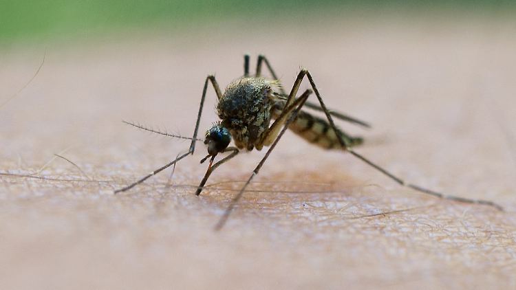 Der Geruch von Menschen lockt Moskitos, die mit dem Malaria-Erreger infiziert sind, stärker an als nicht infizierte Stechmücken.