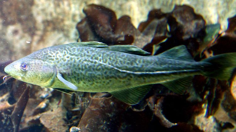 Besonders für Dorsche ist ein sinkender Sauerstoffgehalt problematisch. In einer Tiefe von 20 Metern fühlen sich diese Fische zurzeit wohler.