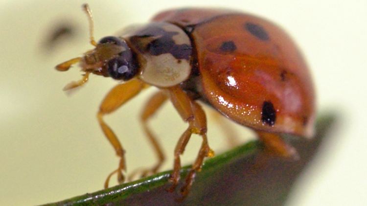 Harmloses Aussehen, aber mit "Killer-Potenzial": ein Asiatischer Marienkäfer auf einem Blatt.