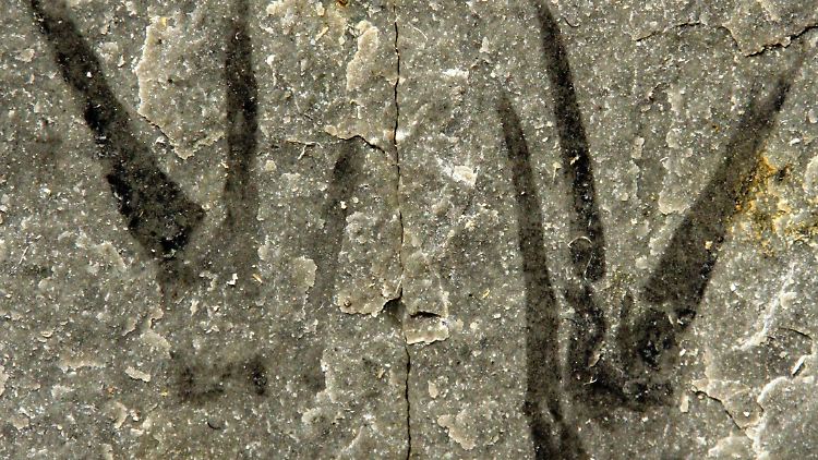 Das nach Johnny Depp benannte Fossil "Kooteninchela deppi".