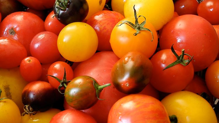 In Europas Tomatenparadies am Neusiedlersee im Burgenland baut Erich Stekovics mehr als 3000 Sorten an.