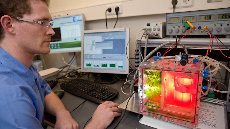 Wissenschaftler der Universität Erlangen-Nürnberg in Erlangen (Bayern) bereiten die "tierische Besatzung" in einem Aquarium auf ihren Einsatz vor.