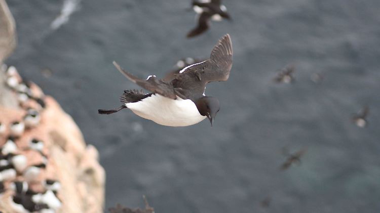 Eine Lumme beim Flug - sie haben beim Fliegen die höchste je bei einem flugfähigen Vogel gemessene Flächenbelastung.