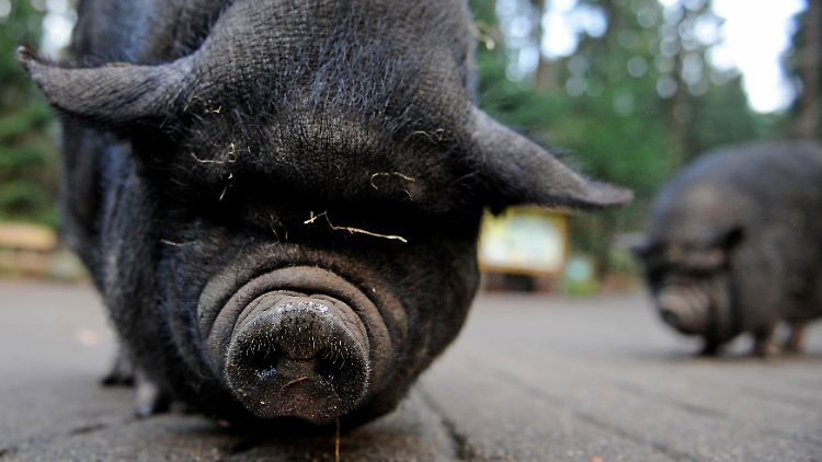 Ein umtriebiges Hängebauchschwein hielt die Polizei auf Trab.