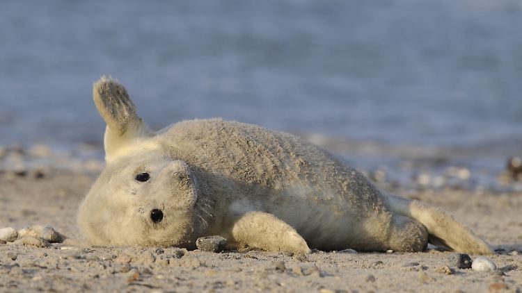 Eine junge Kegelrobbe liegt auf der sogenannten Düne vor Helgoland: Kegelrobben kommen von Ende November bis Ende Januar zur Welt.