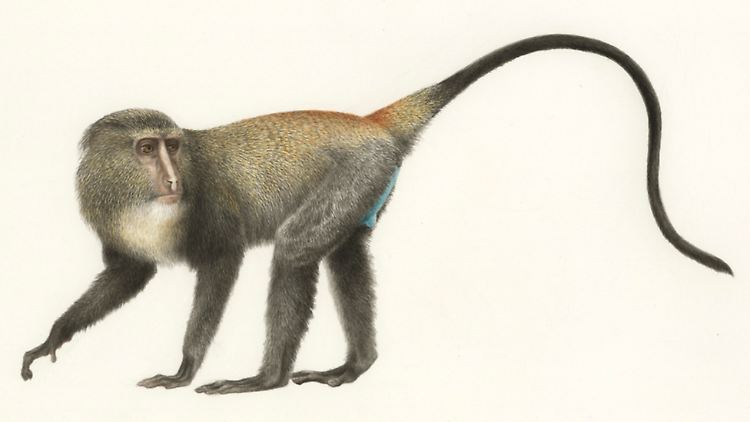 Hintenrum hellblau: Illustration eines Lesula-Affen (Cercopithecus lomamiensis).