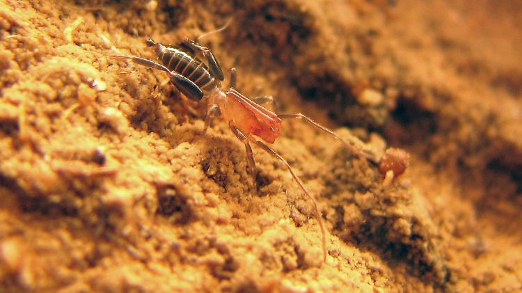 Ein Exemplar einer bislang unbekannte Spinnentier-Art in einer Höhle im Nordosten Brasiliens.