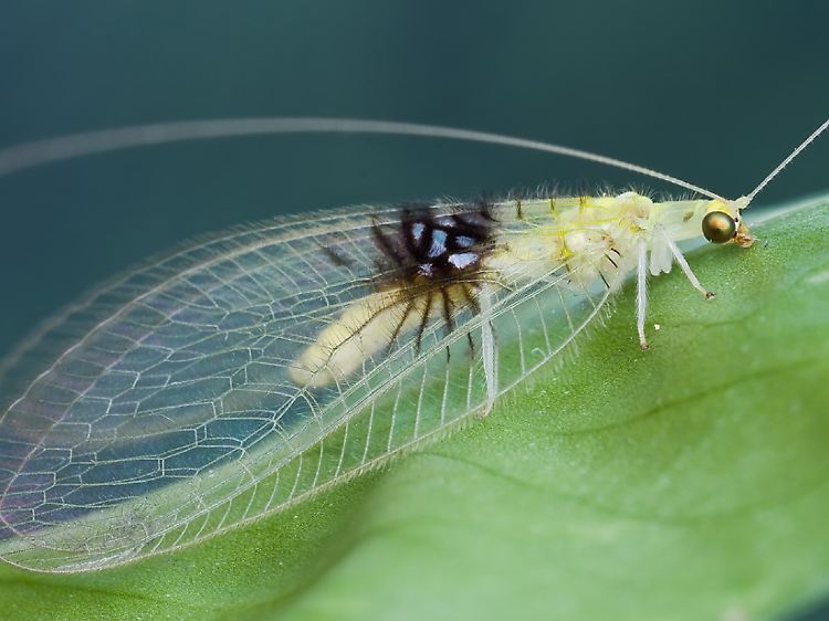 Schmetterling mit durchsichtigen Flügeln und spinnenförmigem Fleck darauf: Semachrysa jade.