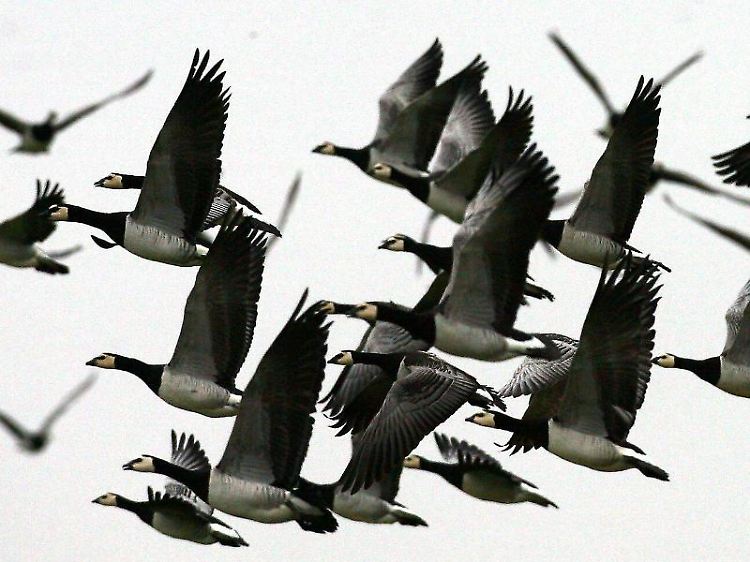 Ein Triebwerksschaden infolge eines Vogelschlags ist rechtlich betrachtet ein außergewöhnlicher Umstand.