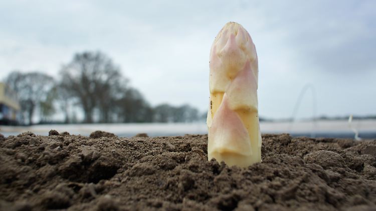 Der Spargel sprießt wieder, wegen der Kälte allerdings etwas zögerlich. 