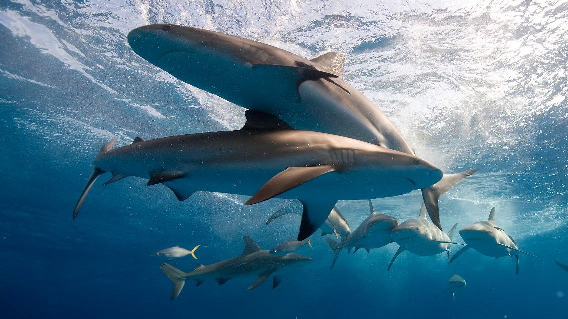 Karibische Riffhaie vor den Bahamas.