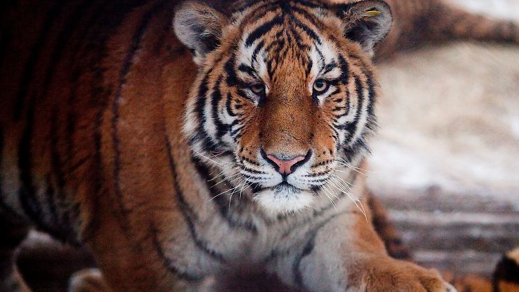 Nur noch selten in freier Wildbahn: Ein sibirischer Tiger, auch Amur-Tiger genannt, im Park für sibirische Tiger in Harbin, China.