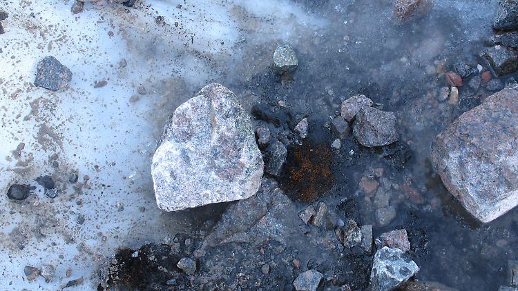 Moos der Art Aulacomnium turgidum, das jahrhundertelang im Eis des Teardrop-Gletschers am Sverdrup Pass auf Ellesmere Island, eingefroren war, liegt auf dem Eis des Gletschers.
