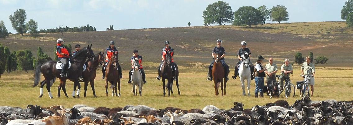 Polizeireiter, Johanniter-Reiterstaffel und ehrenamtlichen Naturwächter vor einer Heidschnucken- Herde bei Bisbingen.