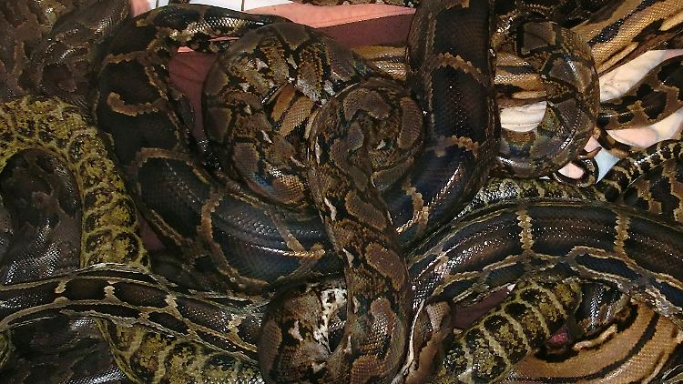 Die Schlangen des Toten konnten erstmal in der Reptilienauffangstation in München untergebracht werden.