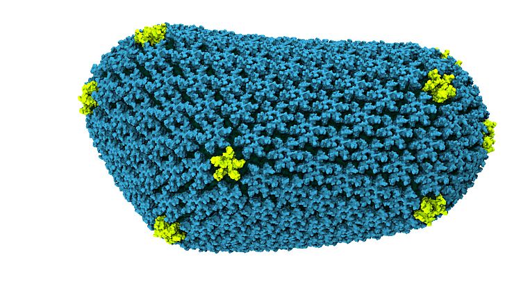 Das Computermodel zeigt die molekulare Struktur des HIV-Kapsides.