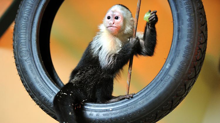 "Mally" wird in Kürze zum ersten Mal auf Artgenossen treffen.