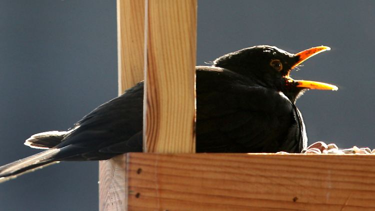 Die Amsel - ursprünglich ein Vogel des Waldes - ist ein sogenannter Kulturfolger, also ein Vogel, der den Menschen in siedlungsnahe Gebiete bis hin zu Stadtzentren vorgedrungen ist.