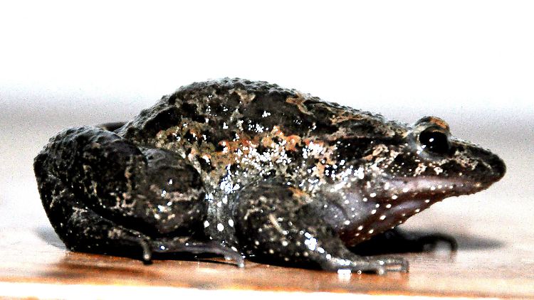 Der Hula-Frosch: Seine Verwandten sind schon vor etwa einer Million Jahren ausgestorben.
