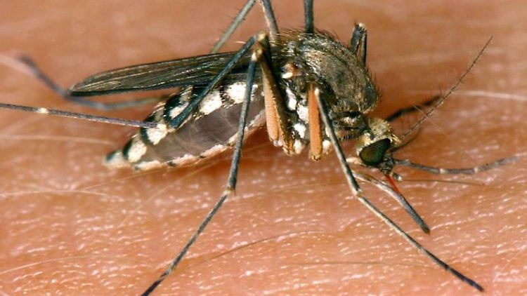 Wer das Pech hat, eine Schweiß-Zusammensetzung zu haben, auf die Mücken fliegen, wird öfter gestochen.