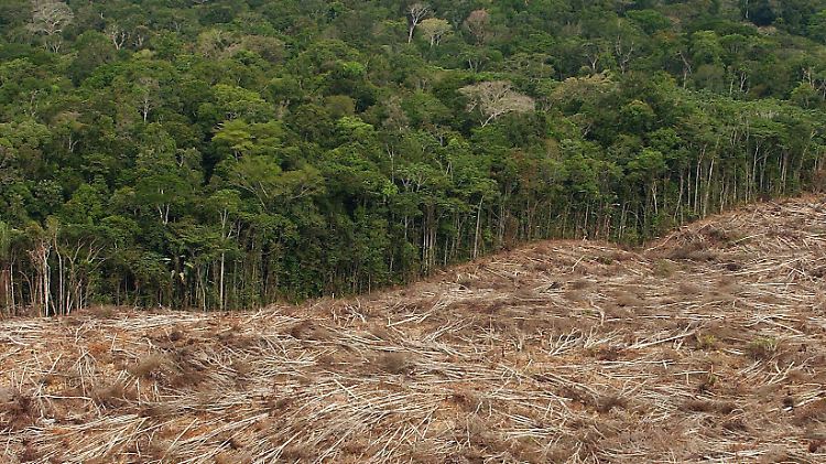 Knapp die doppelte Fläche des Saarlandes wurde im letzten Messungszeitraum im brasilianischen Inland abgeholzt. 