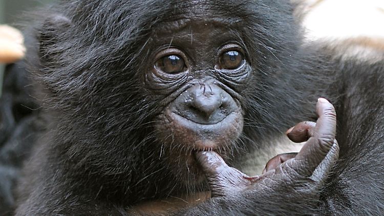 Bonobos sind zusammen mit Schimpansen die mit dem Menschen am nächsten verwandten Lebewesen.