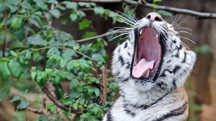 Gut gebrüllt, Tiger: Die Asean-Staaten wollen 2015 einen gemeinsamen Binnenmarkt starten.