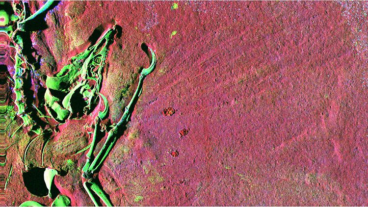 Röntgenbild eines Archaeopteryx, aufgenommen von der Universität Manchester mit einer speziellen Röntgentechnik.