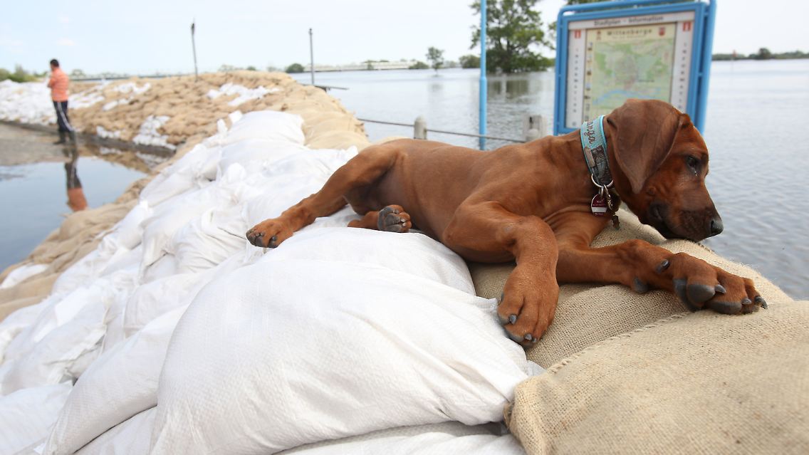 Sicher ist sicher: "Banga", ein 14 Jahre alter Hund aus Wittenberge, liegt auf den Sandsäcken an einem Deich in der Altstadt. Und was passiert, wenn die Pegel wieder sinken?