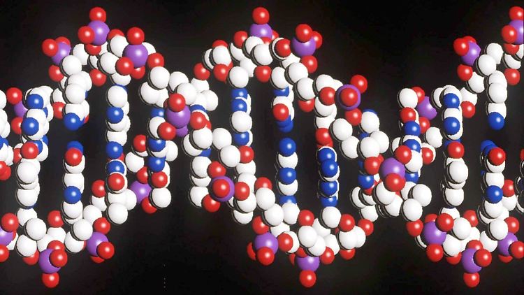 Nix für das Patentamt: Modell eines menschlichen DNA-Stranges mit der doppelten Helix-Struktur