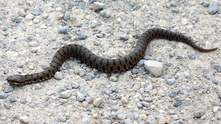 Der Biss der Aspisviper, hier ein Exemplar in der Toskana, ist für den Menschen nur in sehr seltenen Fällen tödlich.