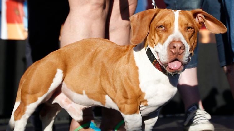 Nachdem der Wettbewerb jahrelang von Schopfhunden dominiert wurde, hat sich nun Mischling Walle durchgesetzt.