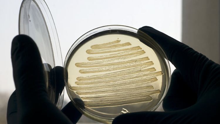 Bislang wird der Magenkeim erfolgreich mit Antibiotika bekämpft.
