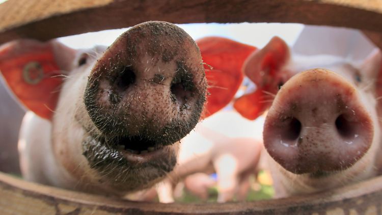 Nutztiere im Dienste des Menschen: In Deutschland leben deutlich mehr Schweine als Rinder.