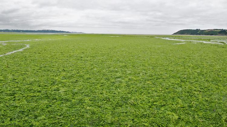 Viele Strände der Bretagne werden Jahr für Jahr von der Algenpest heimgesucht. (Archivbild)