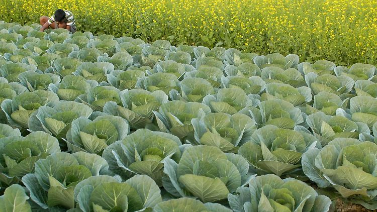 Kohl weiß, zu welcher Tageszeit die meisten Fraßfeinde zu erwarten sind. Die Pflanze begegnet den Schädlingen dann mit einer Extraportion Abwehrstoffen.