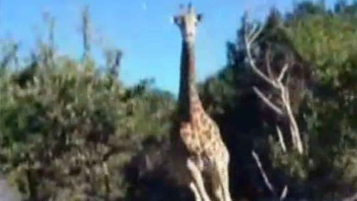 giraffe2.JPG